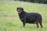 GESTATION - ROTTWEILER 010
